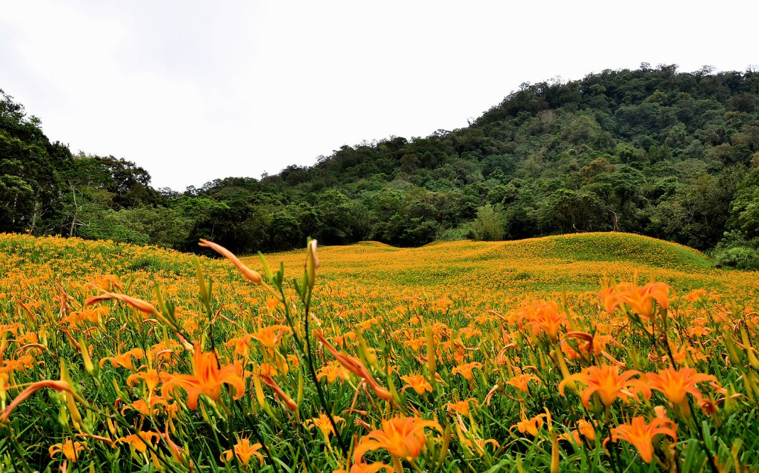 【季節限定】金色花海金針山一日遊-六十石山 . 瑞穗牧場(含午餐) 花季8/1~9/30